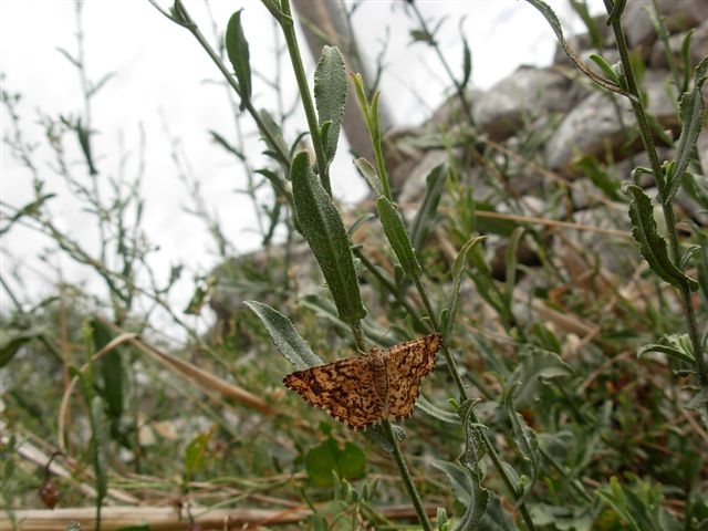 Heliomata glarearia ? Si